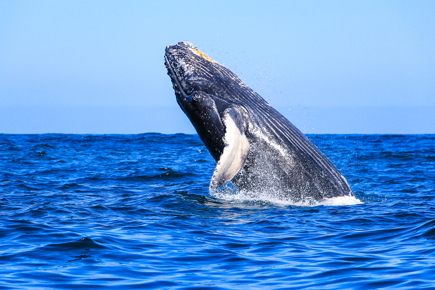 Enter the natural beauty of Puerto Vallarta through whale and dolphin watching tours.