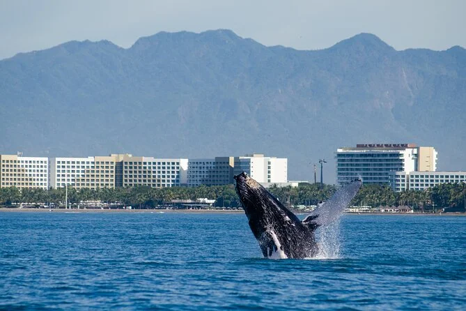 Whale Whatching