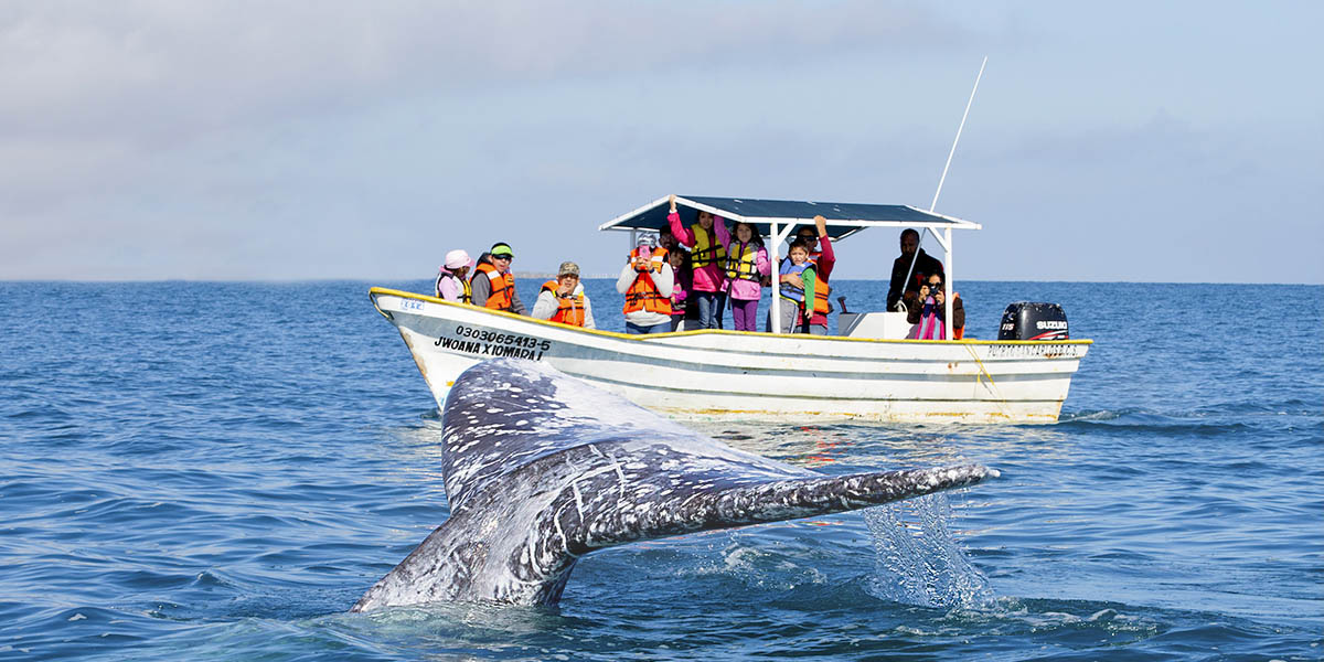 Join us on this exciting whale watching excursion and observe these majestic marine mammals in their natural habitat.